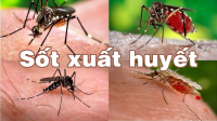 PHÒNG CHỐNG BỆNH SỐT XUẤT HUYẾT
